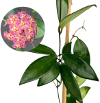 Hoya davidcummingii