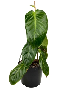  Philodendron angel 