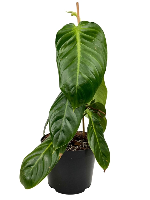 Philodendron angel