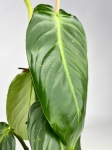 Philodendron angel