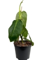 Philodendron angel