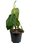 Philodendron angel