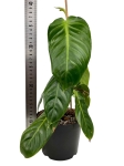 Philodendron angel