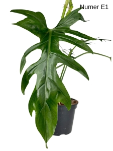 Philodendron elegans - L