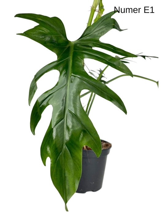 Philodendron elegans E1