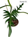 Philodendron elegans E1