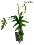 Philodendron elegans E1