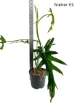 Philodendron elegans E1