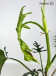 Philodendron elegans E1