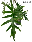 Philodendron elegans E2