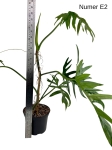 Philodendron elegans E2