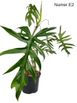 Philodendron elegans E2