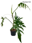 Philodendron elegans E2