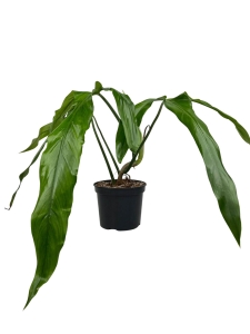 Philodendron polaorense - L