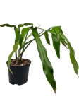 Philodendron polaorense