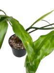 Philodendron polaorense