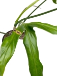 Philodendron polaorense
