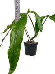 Philodendron polaorense