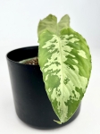 Schismatoglottis Scortechinii