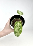 Schismatoglottis Scortechinii