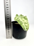 Schismatoglottis Scortechinii