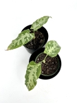 Schismatoglottis Scortechinii