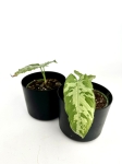 Schismatoglottis Scortechinii