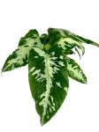 Schismatoglottis scortechinii