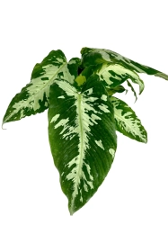 Schismatoglottis scortechinii - M