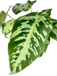 Schismatoglottis scortechinii
