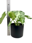 Schismatoglottis scortechinii