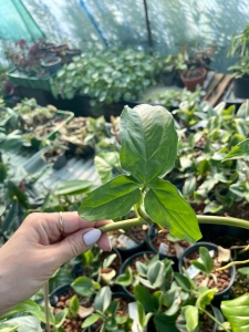 Syngonium podophyllum - cięty węzeł