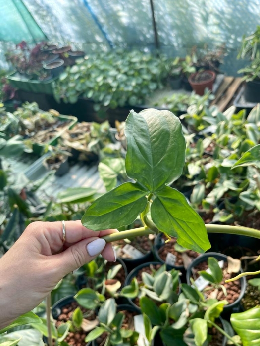 Syngonium podopchyllum CW