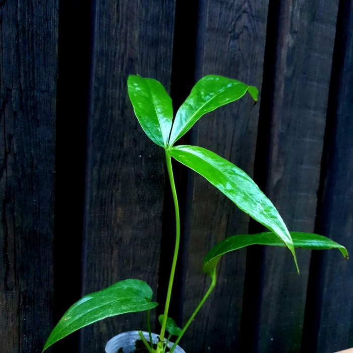 Anthurium clavigerum 1