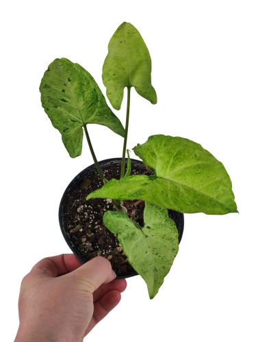 Syngonium freckles - middle cutting