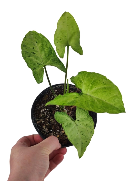 Syngonium Freckles CW