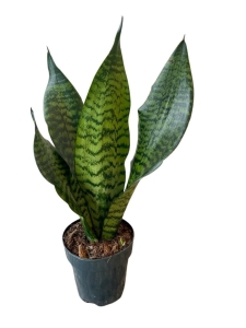 Sansevieria zeylanica 'Compacta'