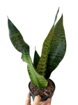Sansevieria zeylanica 'Compacta'