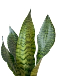 Sansevieria zeylanica 'Compacta'