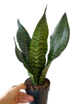 Sansevieria zeylanica 'Compacta'