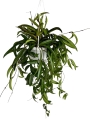 Hoya longifolia 'China beans'