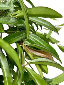 Hoya longifolia 'China beans' - cięty węzeł