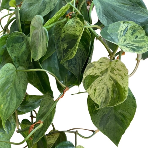 Philodendron hederaceum variegata - cięty węzeł