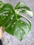 Monstera variegata CW
