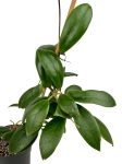 Hoya mindorensis - matecznik