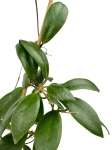 Hoya mindorensis - matecznik