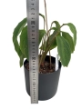 Goeppertia (Calathea) sp 'accordeon' - M