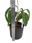 Goeppertia (Calathea) sp 'accordeon' - M
