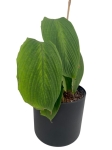 Goeppertia (Calathea) sp 'accordeon' - M