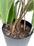 Goeppertia (Calathea) sp 'accordeon' - M